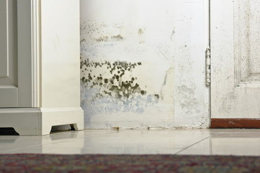 What Are Mold Remediation Services?