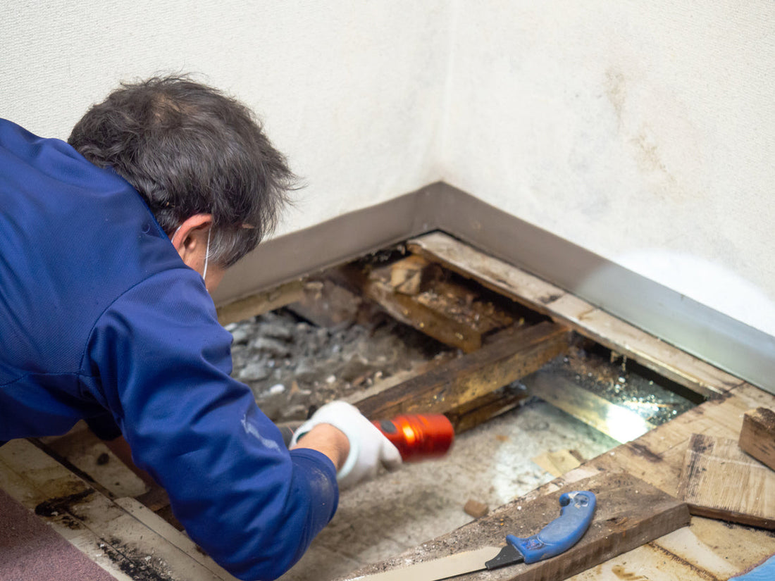 Why You Should Become a Mold Remediator in Louisiana